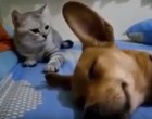 Odafingott a macska orra alá a kutya, a reakciójától szakad a net – videó