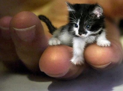 Világ legkisebb cicája - videó