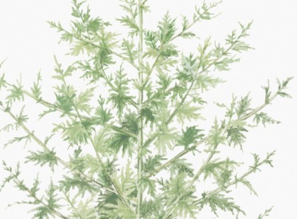 Hihetlen felfedezés: megtalálták a növényt, amely órák alatt szétroncsolja a rákos sejteket