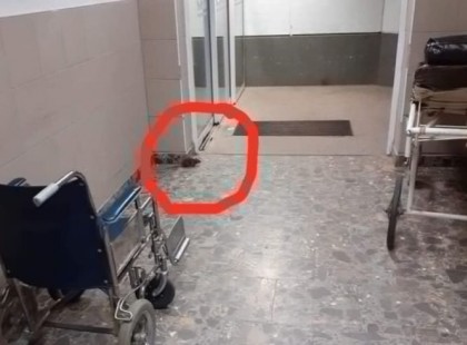 Lencsevégre kapták, ahogy a termetes patkány rohangál a kórházba