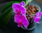 Elvirágzott az orchidea? Ezt tedd, hogy újra gyönyörű legyen – Lépésről lépésre mutatjuk, mit csinálj!