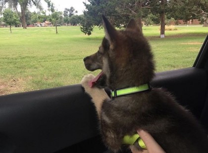 Egy család hagyta, hogy a kölyökkutyájuk barátot válasszon magának a menhelyről. Nem fogsz hinni a választásának!