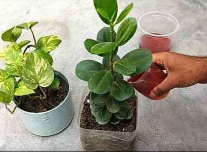 Nagymamám elárulta a titkot:Azóta, hogy ezzel locsolom a virágaim, az összes szomszéd irigykedve jön a házamba!!