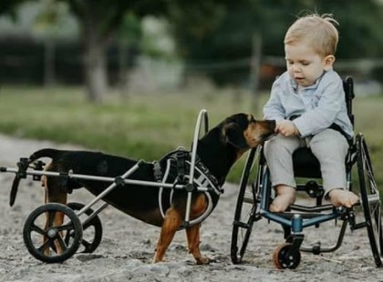 ÚJABB AKADÁLY A KIS ZENTE GYÓGYKEZELÉSE ELŐTT …