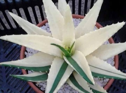 Gyógyíthatatlannak mondott bőrbajokat kezel az aloe vera: ekcéma, pikkelysömör, allergia