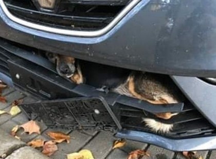 Lökhárítóba szorulva utazott az elütött kutyus Kecskeméttől Szolnokig!Az autó sofőrje tudta, hogy ott van a kutyus, és segítségkérés nélkül folytatta útját... ?