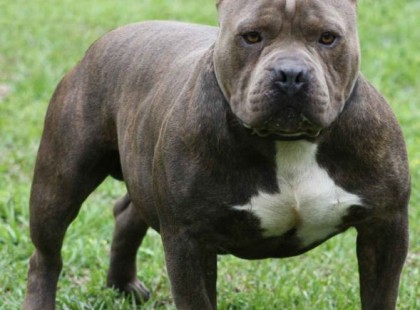 CSAK ELMENT ESTE FUTNI, ÉS MOST AZ ÉLETÉÉRT KÜZD! AZ OK SOKKOLÓ!