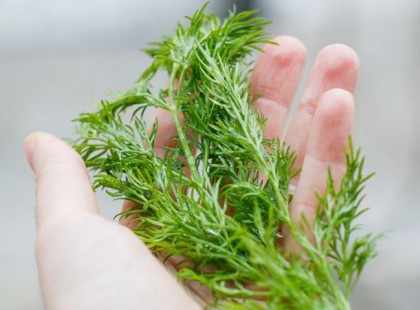 Egy növény, ami a fokhagymánál is hatásosabb – Csökkenti a vérnyomást és csodát művel a vércukorral!