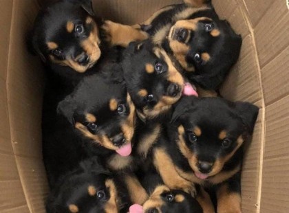 Egy doboznyi boldogsàg!