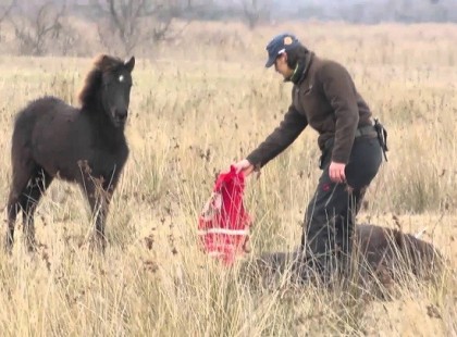 Ez a vadló éppen rájött, hogy megmentették. Az ő reakciója a legédesebb dolog a világon.