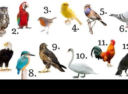 Válassz egy madarat ,megmutatja a jellemed.