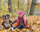 A zaklatott pitbull egyenesen a gyerek szobájába rohant. Először nem értették miért rángatja ki az udvarra