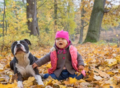 A zaklatott pitbull egyenesen a gyerek szobájába rohant. Először nem értették miért rángatja ki az udvarra