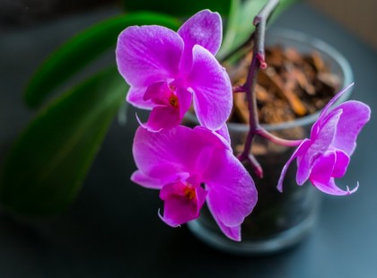 Elvirágzott az orchidea? Ezt tedd, hogy újra gyönyörű legyen