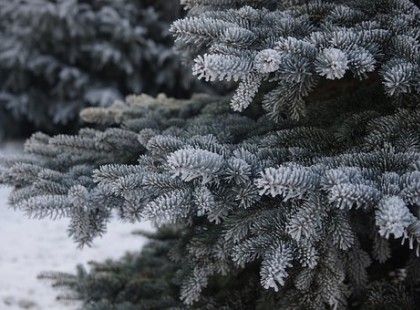 Hatalmasat drágul a karácsonyfa idén - íme, az árak