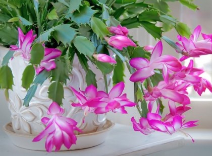 Töménytelen virágot hoz a karácsonyi kaktuszom, amióta ennek a gyümölcsnek a levével öntözöm. Sosem volt még ennyire gyönyörű! Mindenki a titkát szeretné tudni.ELÁRULOM :