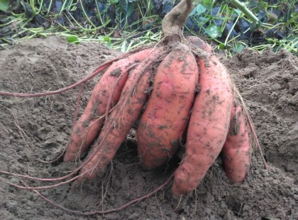 Így lesz tele a ker­ted édes­bur­go­nyá­val, rö­he­je­sen olcsó meg­ol­dás