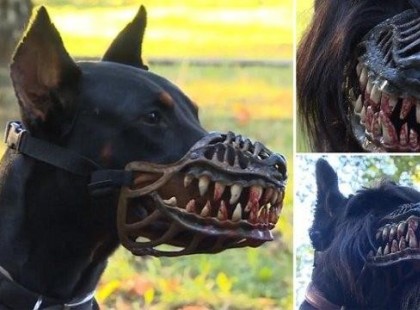 Ez a család kóbor kutyát fogadott örökbe – mikor a kutya elkapja a kislányt, az anya csak üvölt..