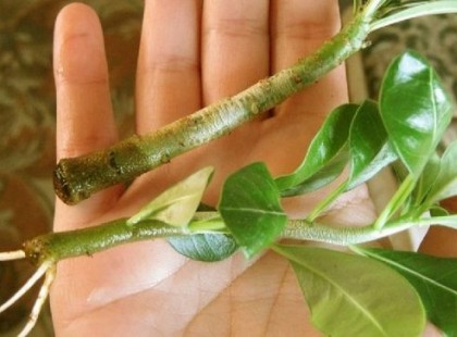 Mióta ezt a módszert kipróbáltam, bármilyen növényt tudok gyökereztetni, ezért rengeteg csodás növényünk lett!