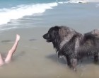 A kutya úgy érzi, hogy a kislány veszélyben van a vízben – imádnivaló mentési akciót hajt végre
