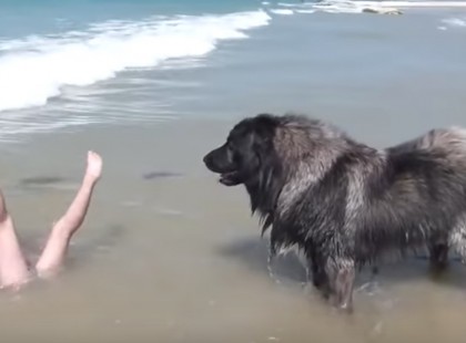 A kutya úgy érzi, hogy a kislány veszélyben van a vízben – imádnivaló mentési akciót hajt végre