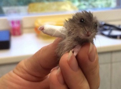 Begipszelt lábú hörcsögön olvadozik az internet