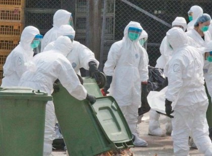 Friss! 1 perce jelentették be !Betört a madárinfluenza Magyarországra – A pulykatelepen mind az 53500 állatot leölik