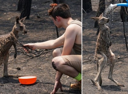 Megsérült, segítséget kérő kengururól készült felvételen sír a világ
