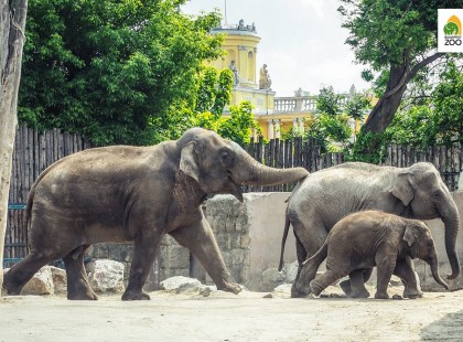 Schobert Norbi tulajdonképpen roppant büszke a beszédére...... - Állatkert is üzent Norbinak üzenetük a legédesebb, legaranyosabb és legszuperebb megnyilvánulás ebben a témában!