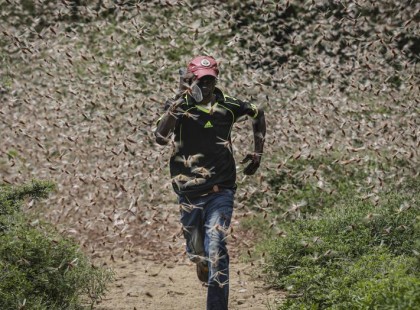 Ez már a bibliai csapás?Teljesen elárasztották a sáskák Kenyát, a lakosok tehetetlenek az invázió ellen – hátborzongató fotók