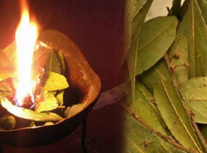 Babérlevél égetés: hihetetlen jótékony hatása van, és az illata nyugtató!