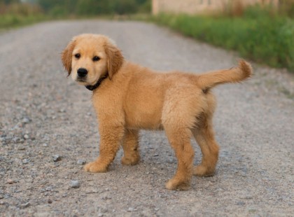 Többszáz kutya és macska az áldozata a szilveszteri petárdázásnak