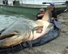 Ez a férfi egy 2 méter 74 centiméter hosszú harcsát fogott egy tóban!