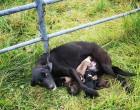 Megmentették a láncra vert kutyát, aki hat kölykéről gondoskodott!Jutalmazzuk meg a hőst sok szívecskével 