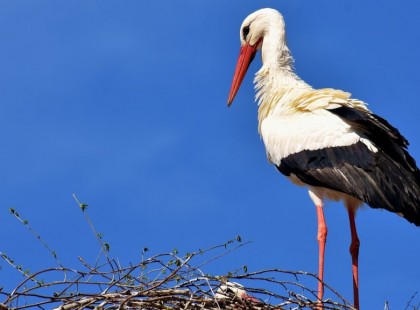 Megjött az első gólya Surika,vége a telelésnek,készül a tavasz