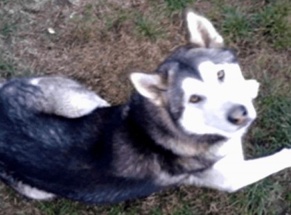 Csavarokkal teletömött virsli ölt meg egy 8 éves malamutot Dorogon - Milyen ember képes erre? Szerencsétlen állat mennyit szenvedett..