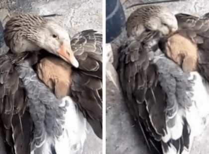 Egy lúd melegítette fel a kölyök kutyát, aki majdnem megfagyott!Jutalmazzuk meg a hőst sok szívecskével <3