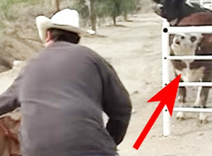 Az anyatehén egész éjjel keservesen sírt az elhurcolt borja után: végül visszakapta a kicsit, videón a nagy találkozás