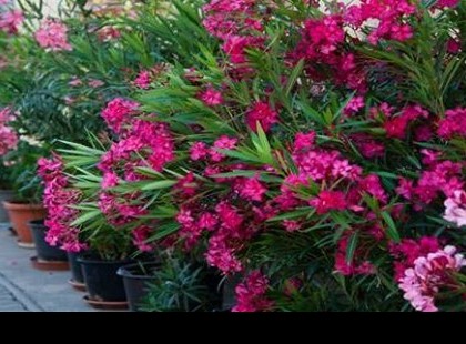 Tavasz táján ezt a négy műveletet tedd meg a leandereddel, hogy kerted ékévé váljon