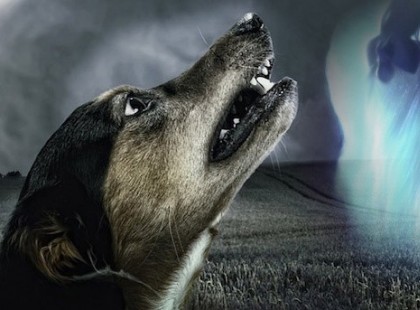 Az állatok látják a halált? Egy új kutatás világított rá a hátbrozongató tényre!