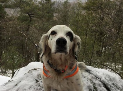 Meghalt a kutya aki medvetámadástól mentette meg a gazdáját . Gazdája szívszorító üzenettel búcsúzott az idős, menhelyről mentett kutyájától ❤️