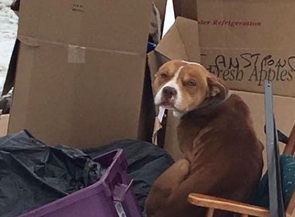 A költözéskor utcára tett kutya a kemény fagyban is hűségesen várta 