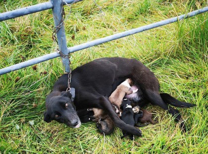 Megmentették a láncra vert kutyát, aki hat kölykéről gondoskodott!Jutalmazzuk meg a hőst sok szívecskével <3