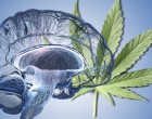 Az orvosi kannabisz fiatalítja az idősödő agyat: elképesztő hatásokat tártak fel