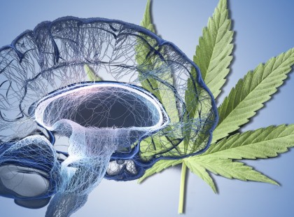 Az orvosi kannabisz fiatalítja az idősödő agyat: elképesztő hatásokat tártak fel