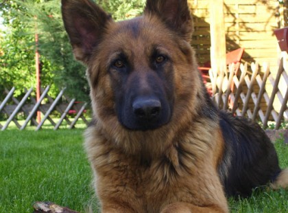 Újabb kutyánál diagnosztizáltak koronavírust