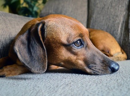 háromszor lőtte meg szomszédja kutyáját, mert idegesítette az ugatása... és még ez nem minden :