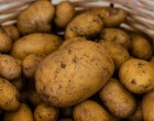 Fertőzött burgonya érkezett Magyarországra
