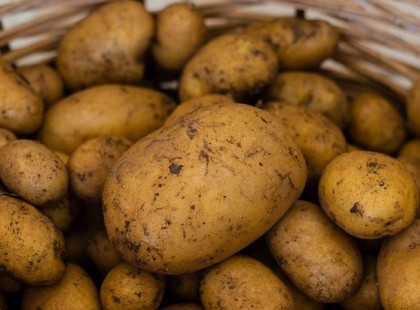 Fertőzött burgonya érkezett Magyarországra