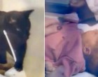 A fekete cica visítva nyávogott a kisbaba szobájában, a szülők lélekszakadva rohantak be